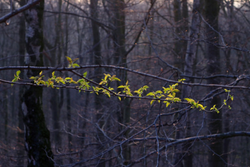 90377: The first signs of spring tumblr | Instagram | Etsy Shop