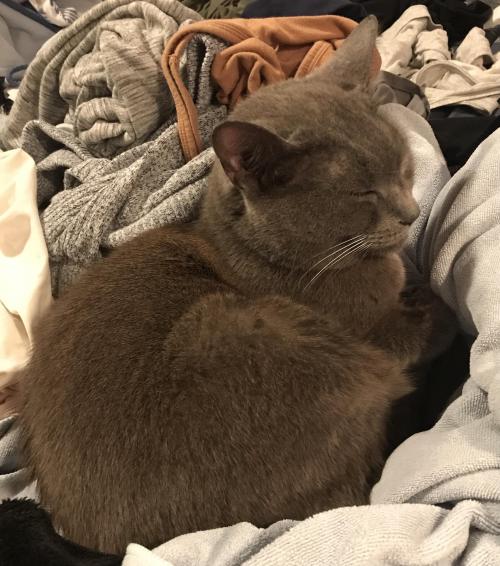 Elsie loafing on the laundry pile Source: celestial_catbird on catpictures.