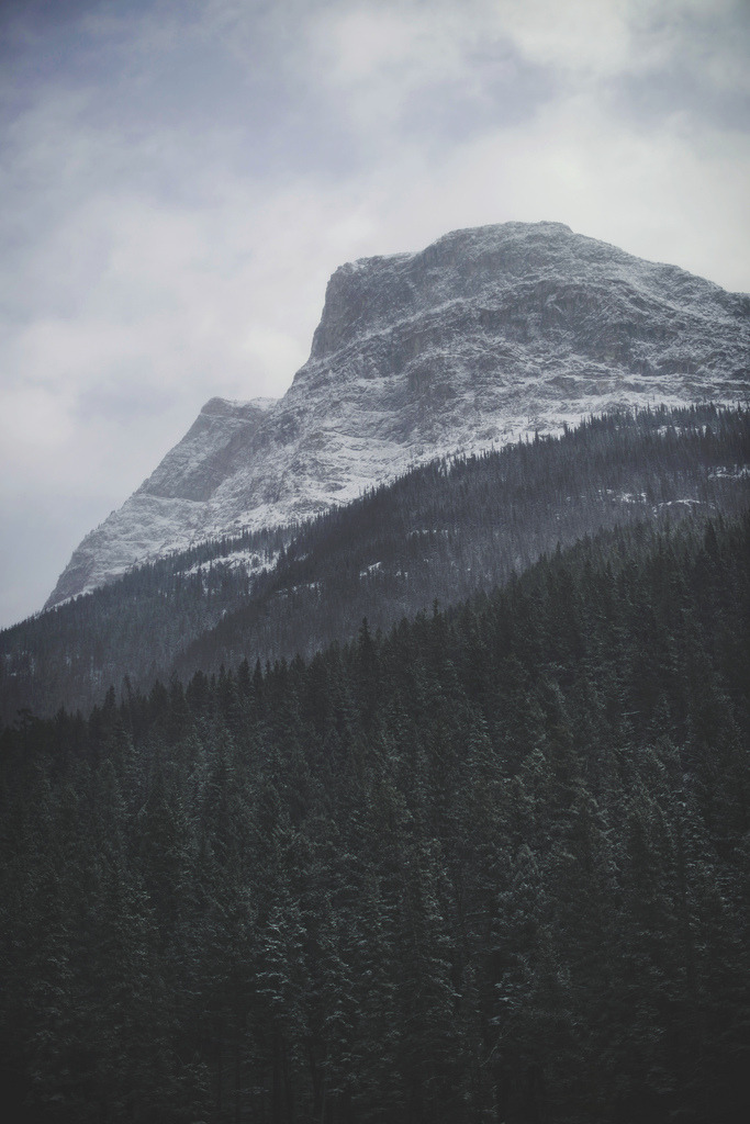 4nimalparty:  Rockies (by Tasha Maríe)