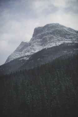 4Nimalparty:  Rockies (By Tasha Maríe)