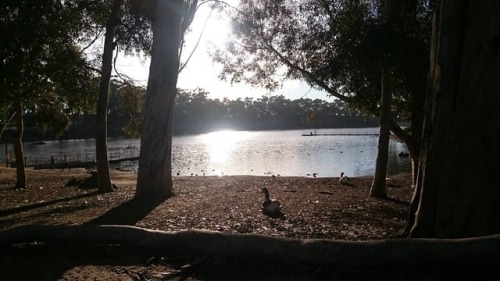 Exercising more this year and I found the perfect place to do it#Sandiego #workout #chollaslake #sce