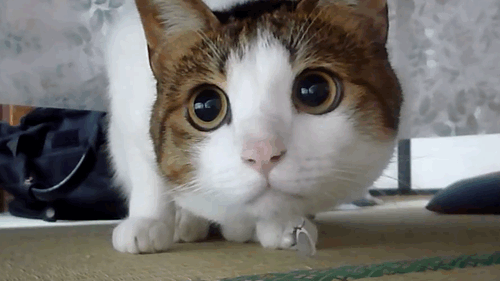 This cat just so cute (｡´ ‿｀♡) look at the eye~~~