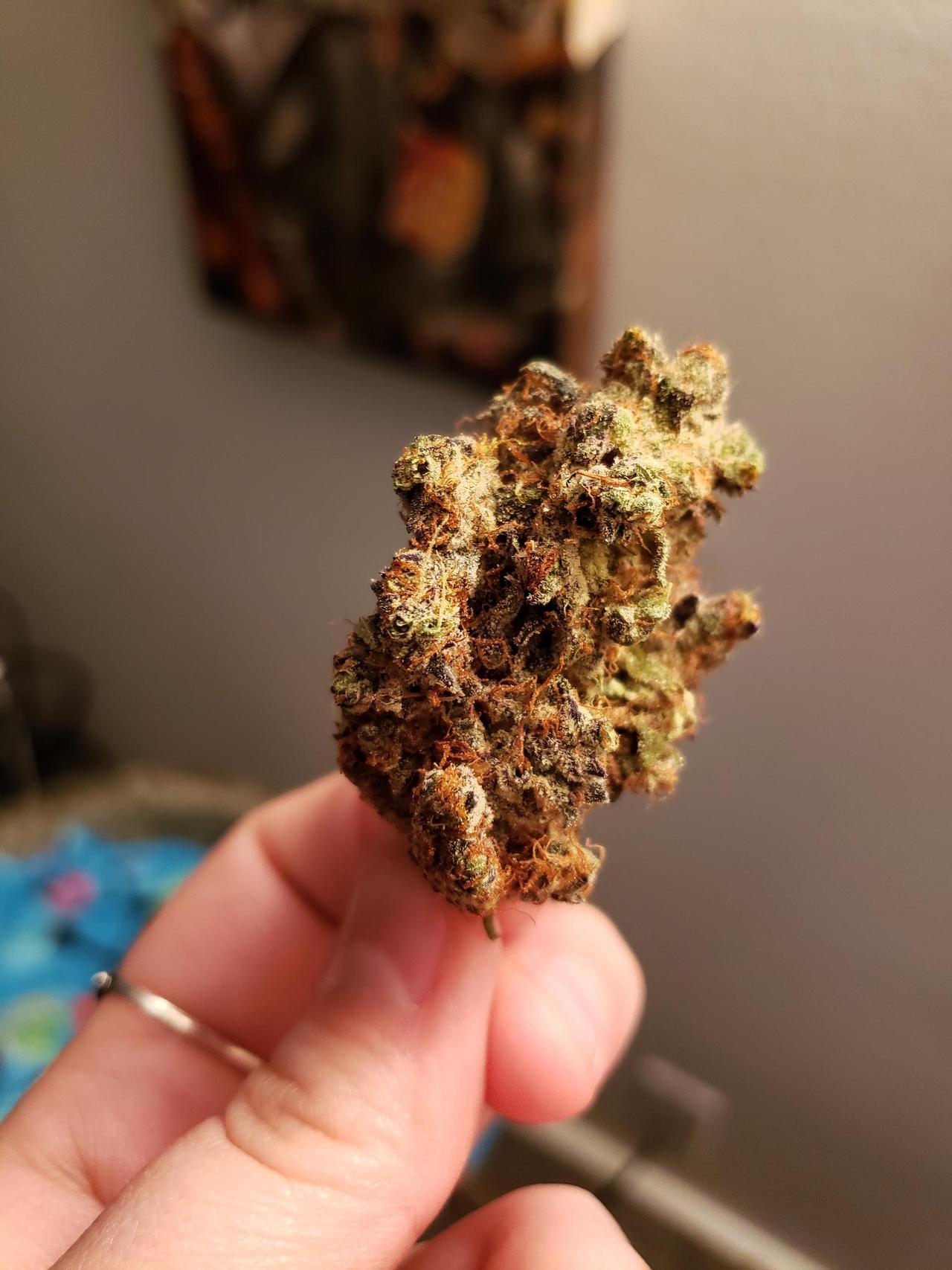 helianthus-spiritus:  This bud is prettier than me 😂