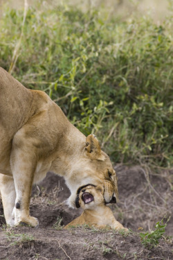 big-catsss:  African Lion (Panthera leo) five to six week old cub resisting being picked up by its mother, vulnerable, Masai Mara National Reserve, Kenya by Suzi Esztherhas