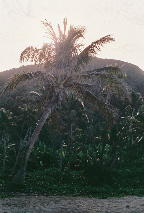 chloe-eberly:  The first time I saw a palm tree as a child was in Florida, and they still get me a l