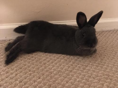 rabbitsoverload: Where’d his front feets go??