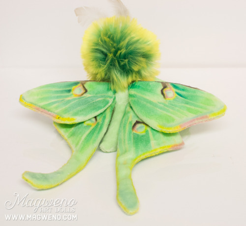 invertebrates:magweno:New Luna mof just finished for a customer! You can order your own luna here! £