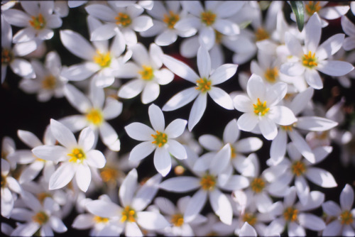 floralls:    white and gold by  cocoaloco  