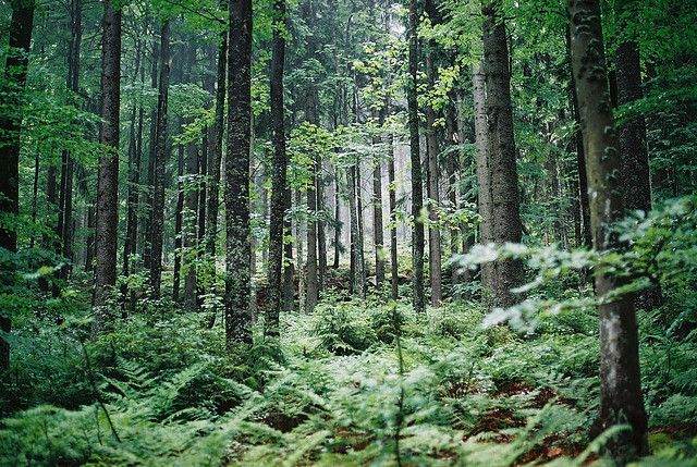 millionen:  2013/070 by Karl Schönswetter on Flickr. 