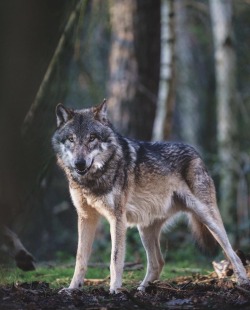 Sex wolfsheart-blog:🐺 by T. Frenken pictures