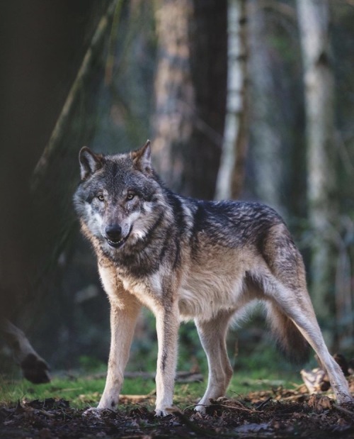 wolfsheart-blog:🐺 by T. Frenken porn pictures