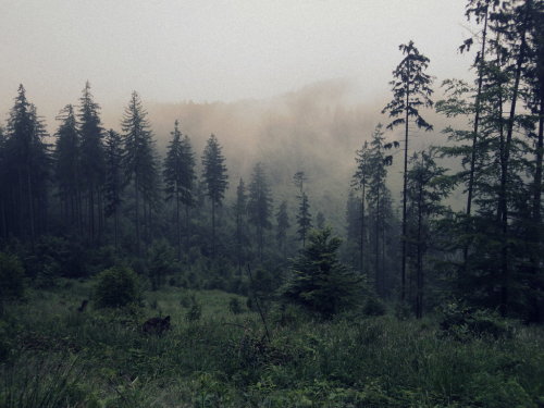 dehanginggarden: In the mist by the hills… by Topielica666