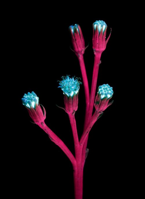 totravelistoliveco: THE PLANTS IN Craig Burrows’ photos look like something plucked from an al