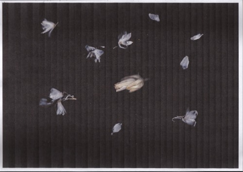 anticorporeal - (copying some dried flowers scattered across the...
