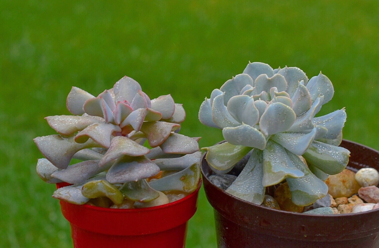 I Have A Plant In My Plants L Echeveria Cubic Frost R Echeveria Topsy