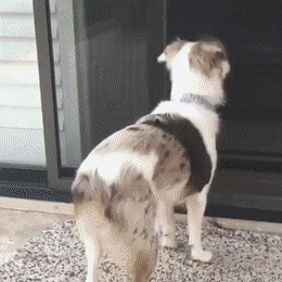 cutecornflakes:  This is one happy wiggle butt having a good life