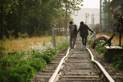 Poppies, daisies and irises in the late afternoon sun at Gojan Station, Ansan, Gyeonggi-do.