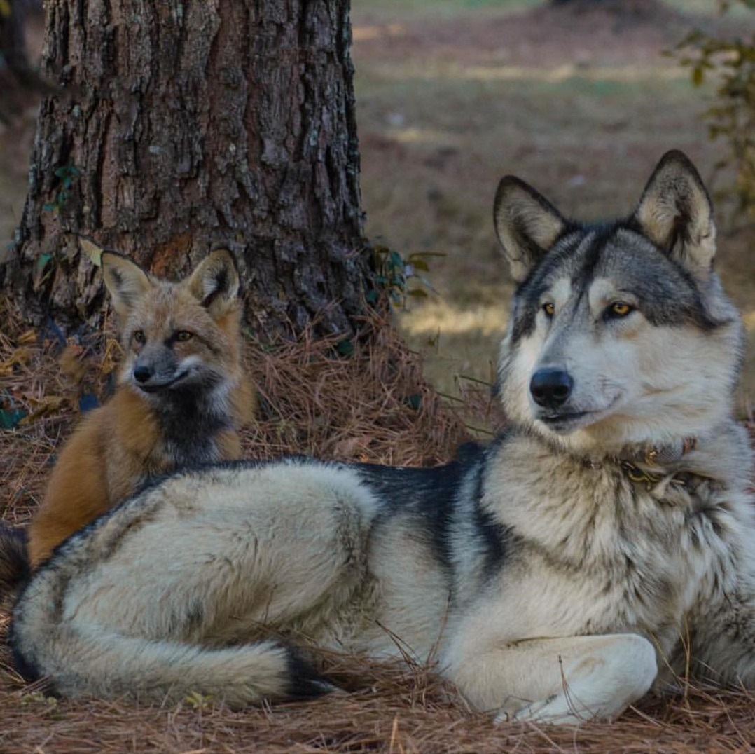 everythingfox: Wild good boys :D &lt;3