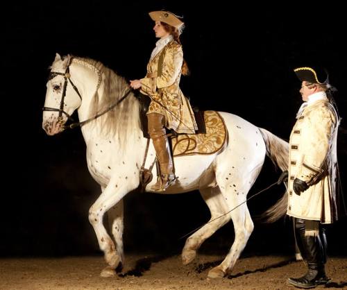 all-the-horses: Olympus Omega x Torah Knabstrupper, Stallion Born 2003