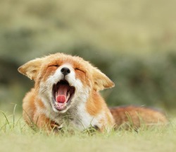 beautiful-wildlife:  Funny Fox by Roeselien