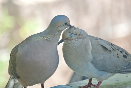 greenandflex:love birds