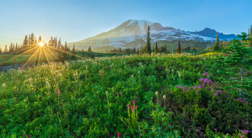 te5seract:Through the Meadows to TattooshWildflower DSC07483-HDRbyMike Reid