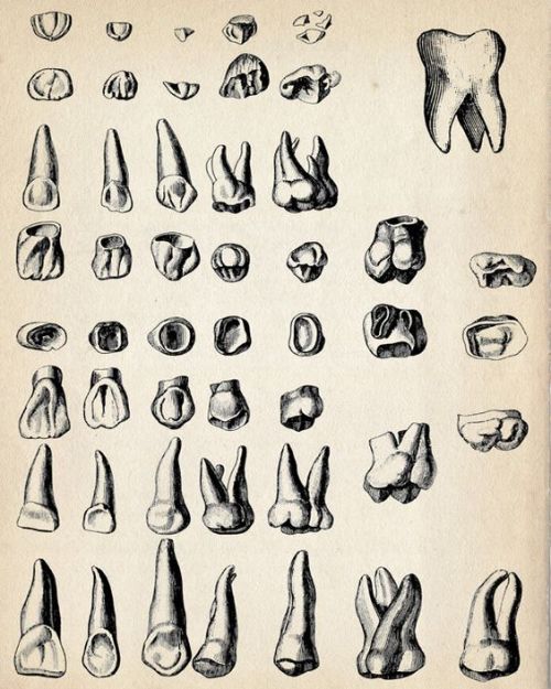 Vintage anatomical chart of teeth, found in a Victorian era medical book.  