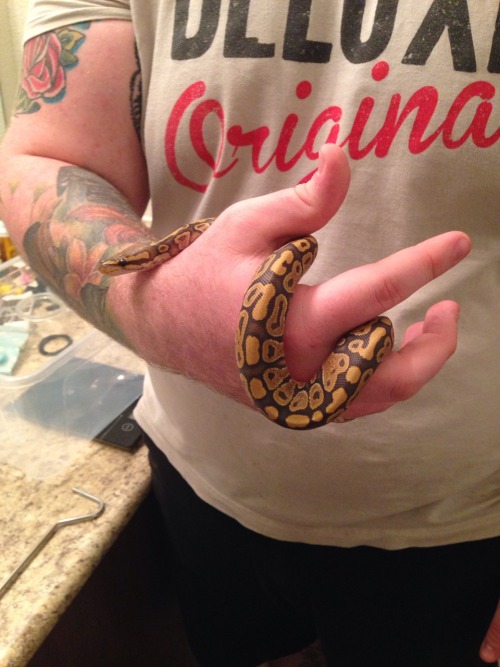 rashellio:Helios weighed in at 99 grams last night! He’s been doing so well for me so far. And omg h
