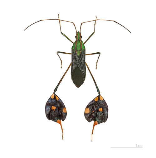 Porn cool-critters:  Amazonian leaf-footed bug photos