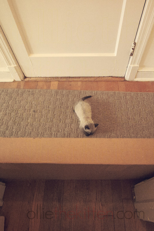 Ollie’s not allowed in the bedroom.  That cardboard wall keeps him out (…for now.)  But