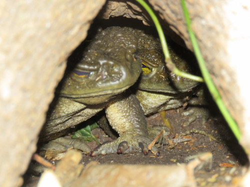 A pair of Argentine toads [Rhinella arenarum] asleep in a burrow in Buenos Aires. These toads are often found near stagnant water sources, and are very common within their range. Image by Guille Ivan Spajic.