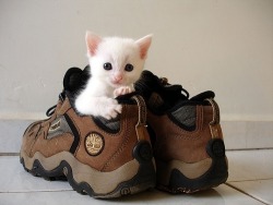 awwww-cute:  &ldquo;There’s a cat in my boot!