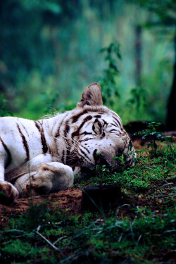 everythingtigers:  soft tiger warm tiger little ball of growl, happy tiger, sleepy tiger purr purr purrr 
