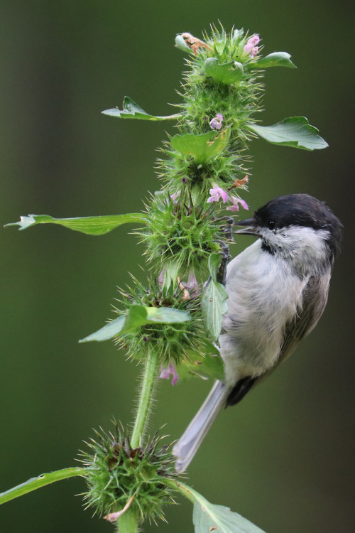 A marsh tit/entita picking seeds. 