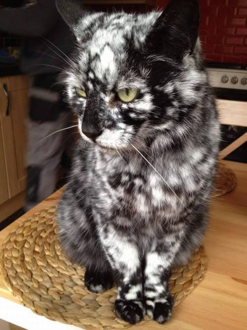 awwww-cute:  Black and White Cat Coat (Source: http://ift.tt/1QPx07G)