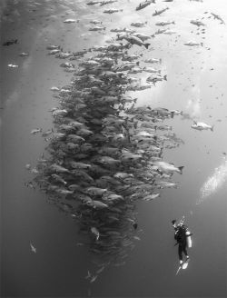 jaiking:  sixpenceee:A school of fish, taken by Nadya Kulagina.For more posts, visit sixpenceee.com  Follow me at http://jaiking.tumblr.com/ You’ll be glad you did.