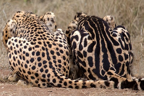 cat-eye-nebula:    The King Cheetah - a rare breed from southern Africa. With thick stripes running down its back, and disorderly blotches over the rest of its body, the king cheetah looks so unusual that it was originally considered a separate species.