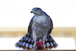 funnywildlife:  Cooper’s Hawk enjoying dinner. {EXPLORED} by Daniel Cadenhead on Flickr.