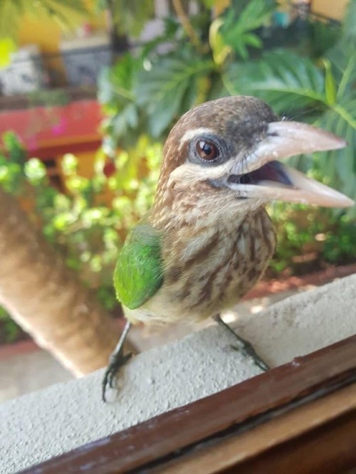 archiemcphee:  Because sometimes what you need most is to see a bunch of different birbs surprising people at their office windows, balconies, and back doors in order to squawk or chirp “OH HAI” or to simply stare and stare and stare in hopes of receiving