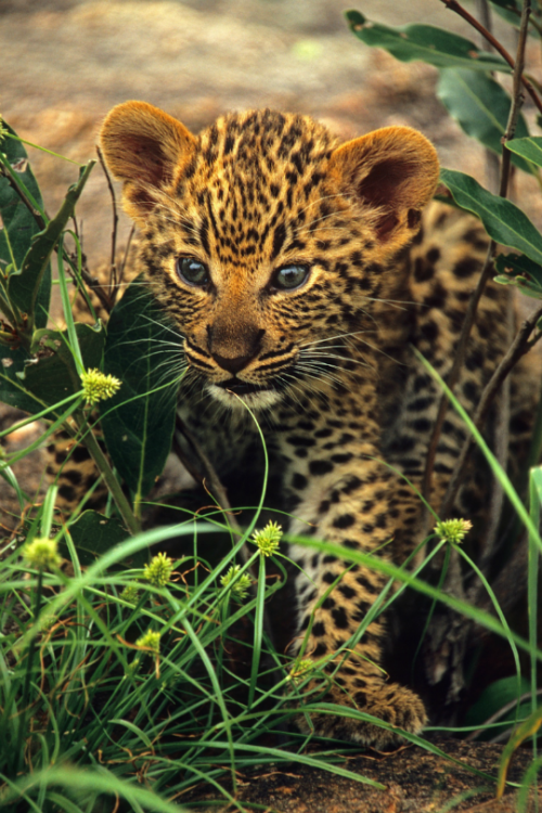 tulipnight:  Cute Leopard Cub by Rudi Hulshof