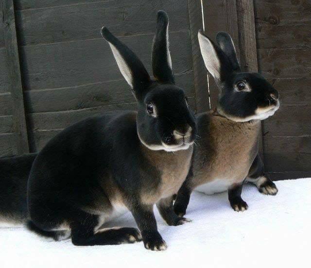cute-pet-animals-aww:  Black Otter Rex rabbits