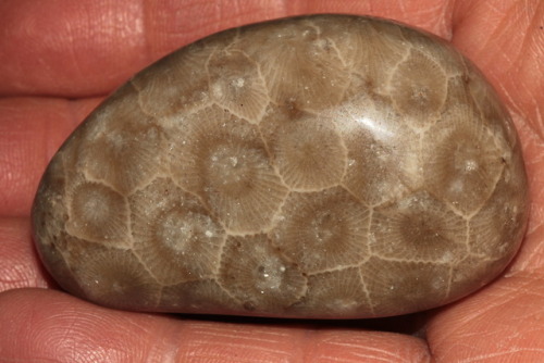 arockmaniac:Petoskey stone (Hexagonaria percarinata), the state stone of Michigan, is actually fossi