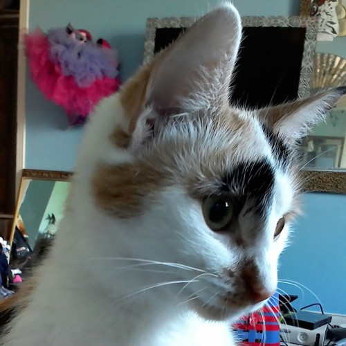 m0re:Meow