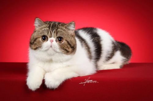 purebred-cats:He is just awwwwwww!© Photo by Amy Works