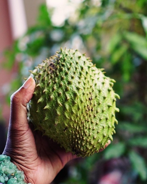 caribbeancrew - The Soursop Fruit