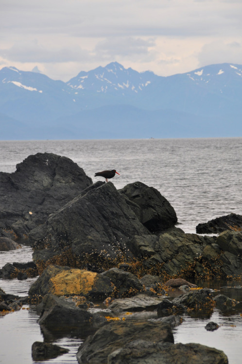 Oyster catcher