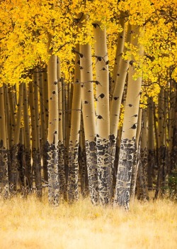 infinite-paradox:  Aspen Trees in the Fall by Adam Schallau 