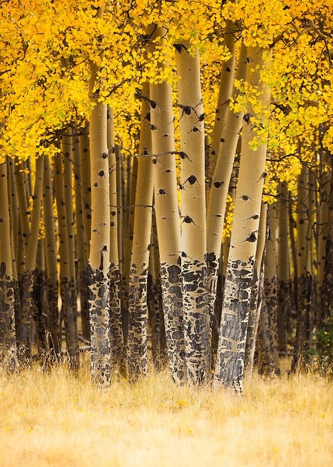 Aspen, Carson National Forest, New Mexico photo by adamschallau