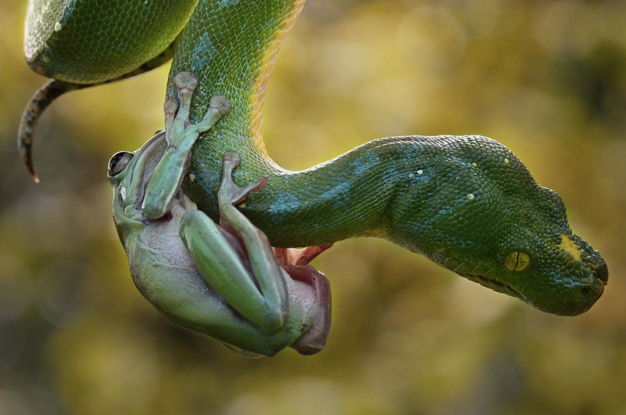 trebled-negrita-princess:  divineapprehension:  nubbsgalore:  tree frog and tree