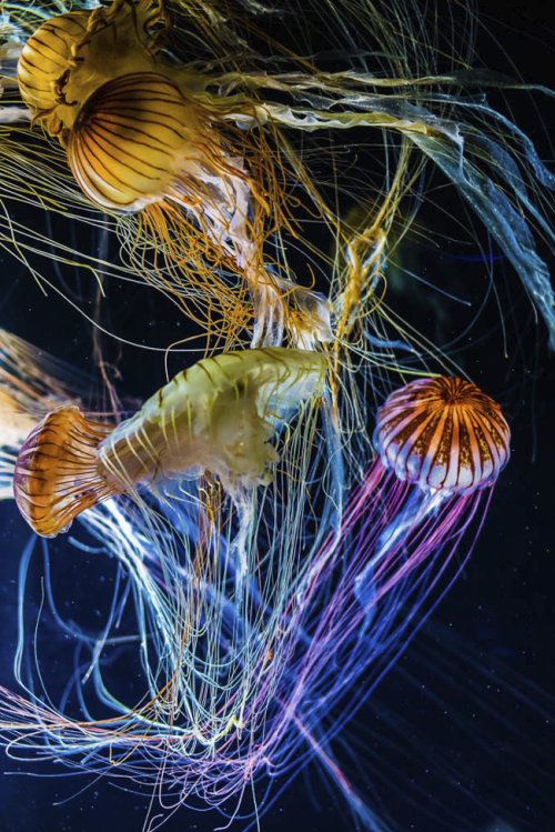oecologia:  From Water to Color by Duo Maria. 
